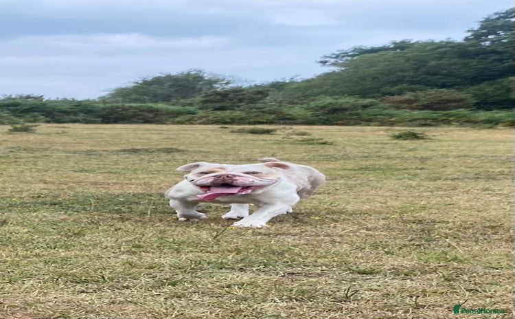 English Bulldog dogs - Advert 2