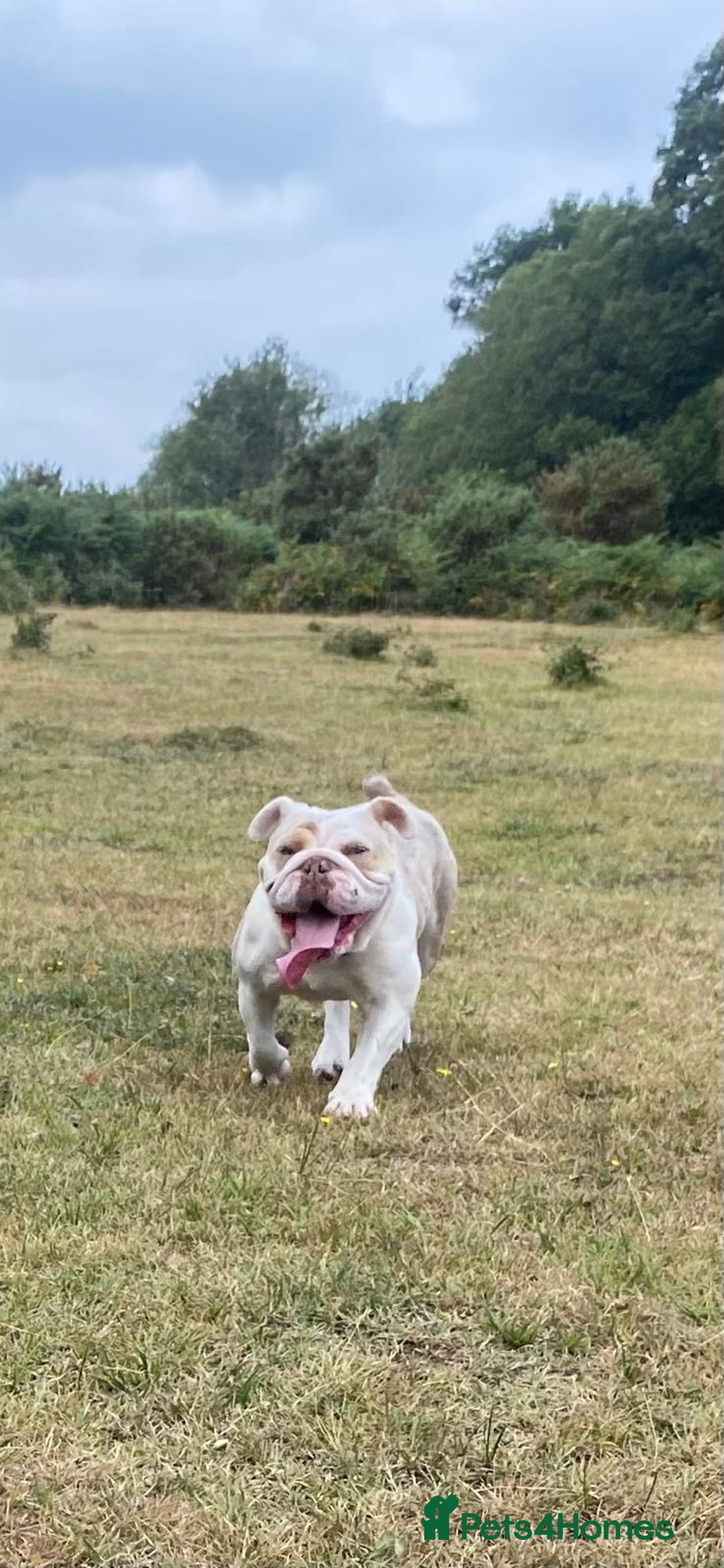 English Bulldog dogs for sale: KC registered bulldog  - Image 2