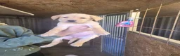 Labrador Retriever dogs for sale: Labrador puppies - Advert 9