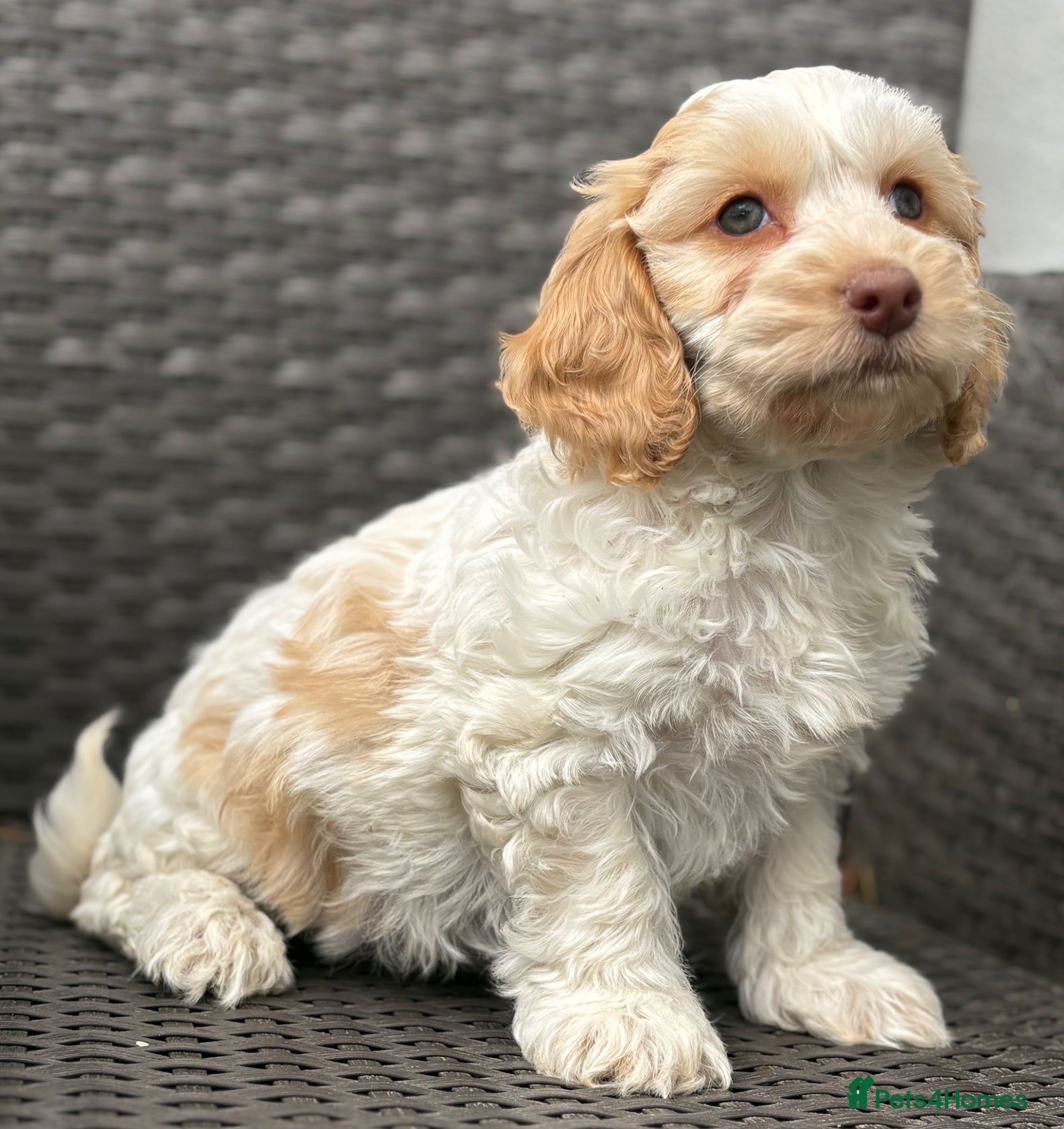 Cockapoo dogs F1 cockapoo puppies  - Advert 1