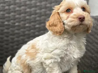 Cockapoo dogs for sale: F1 cockapoo puppies - Advert 2