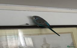 Budgerigars birds for sale: 2 budgies and cage - Image 12