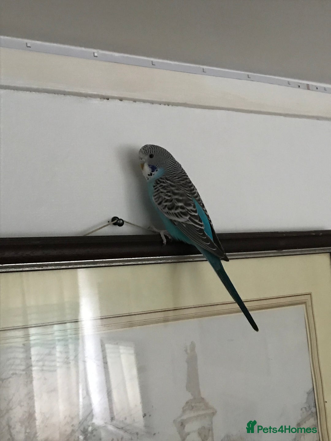 Budgerigars birds for sale: 2 budgies and cage - Image 12