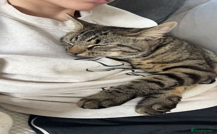 Domestic Shorthair cats - Advert 3