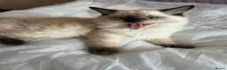 Ragdoll cats for sale: 😸🐾Pure Ragdoll kitties😸🐾 2 male & 1 female🐾😸 - Advert 4