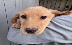 Labrador Retriever dogs for sale: Labrador Puppies Ready for Their Forever Homes🐶💛 - Image 18