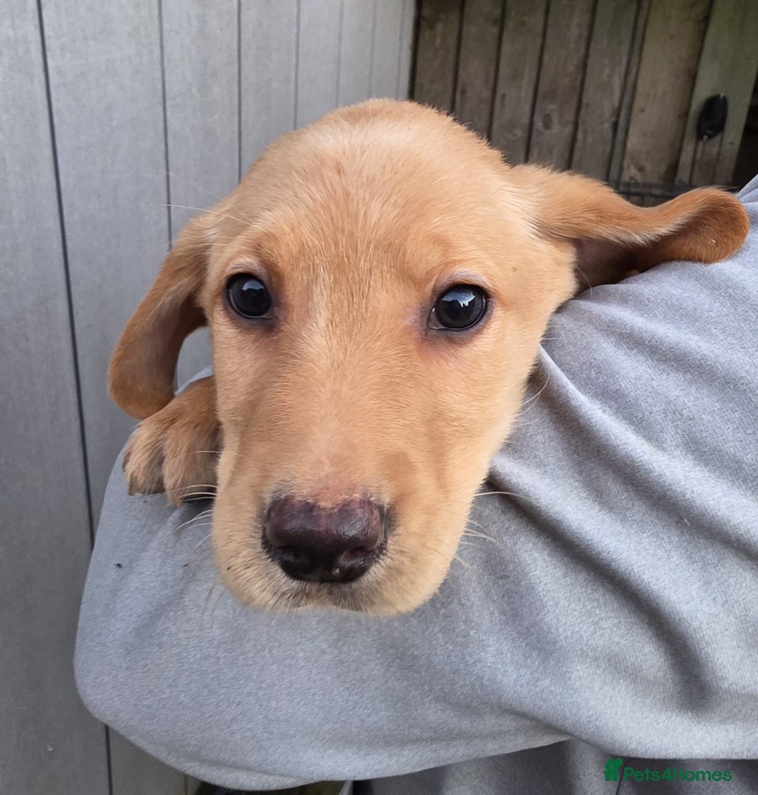Labrador Retriever dogs for sale: Labrador Puppies Ready for Their Forever Homes🐶💛 - Image 18