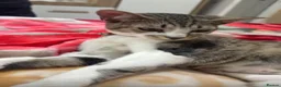 Domestic Shorthair cats for sale: Female Cat Our lucky queen  - Advert 12