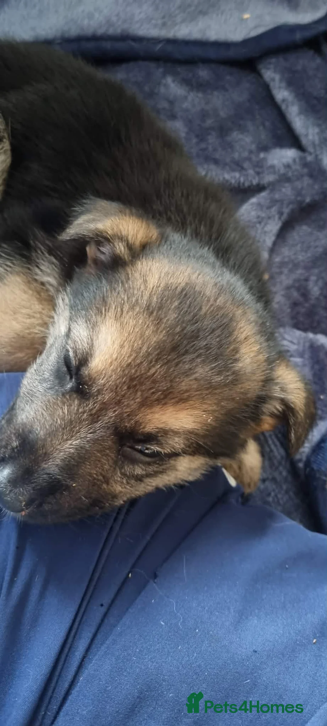 German Shepherd dogs for sale: German shepherd puppies  - Advert 5