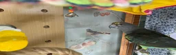 Parrots birds for sale: Male dna tested Myers parrot  - Advert 3