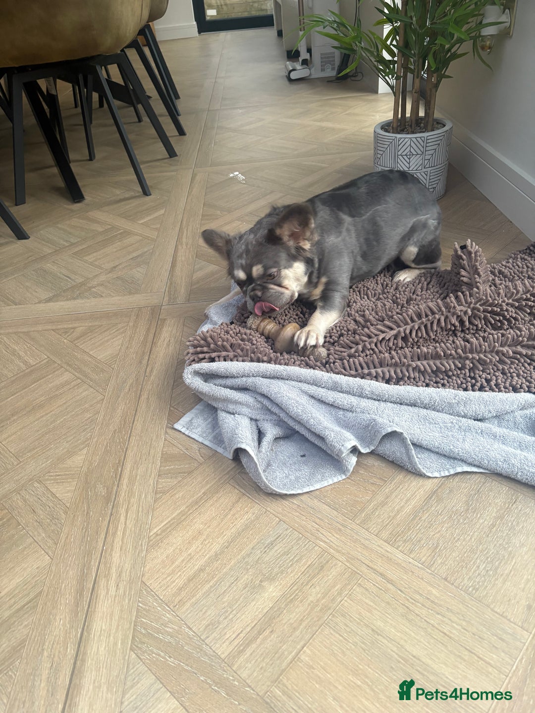 French Bulldog dogs for sale: French bull dog for sale 1 Year old  - Image 3
