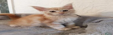 Maine Coon 2