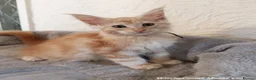 Maine Coon cats for sale: TICA Reg Maine Coon Kittens. Red. Tortie. White - Advert 6