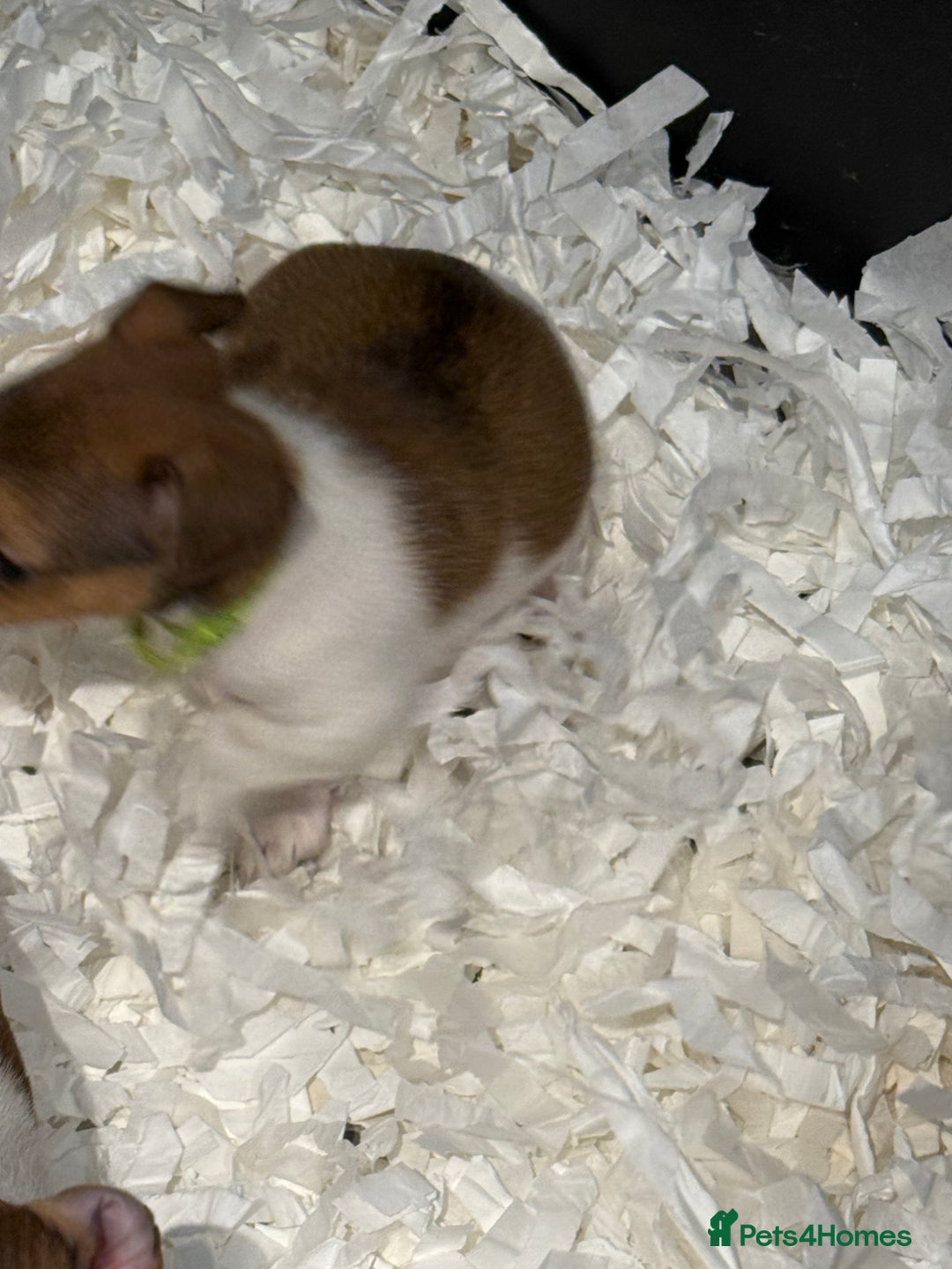 Jack Russell dogs for sale: Jack Russell puppies  - Image 15