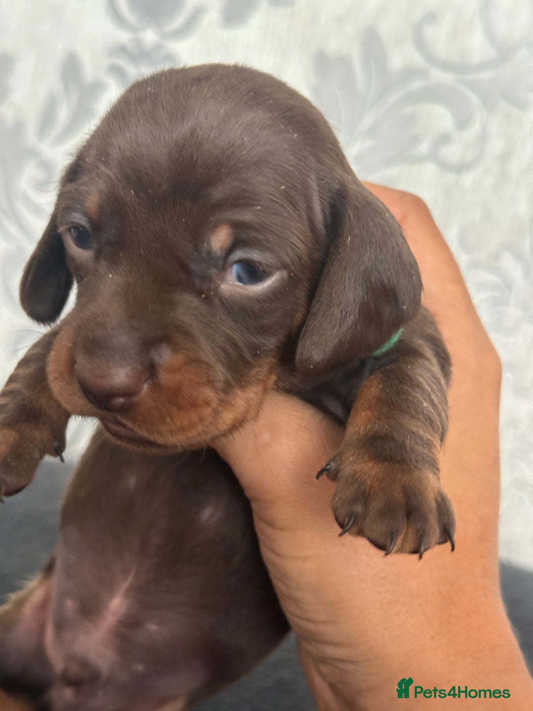 Miniature Dachshund dogs for sale: Miniature dachshund puppies - Image 4