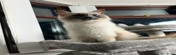 Ragdoll cats for sale: Ragdoll Show Quality Active GCCF  - Advert 7