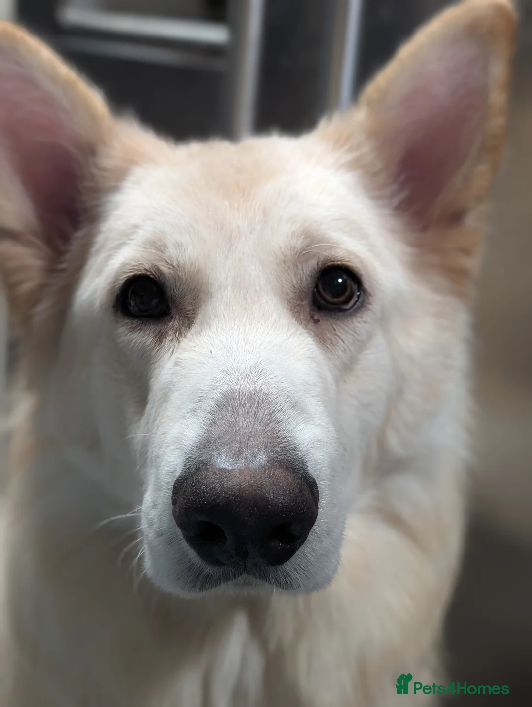 German Shepherd dogs for sale: Zeus white & Gold German shepherd - Advert 2