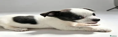 Chihuahua 5