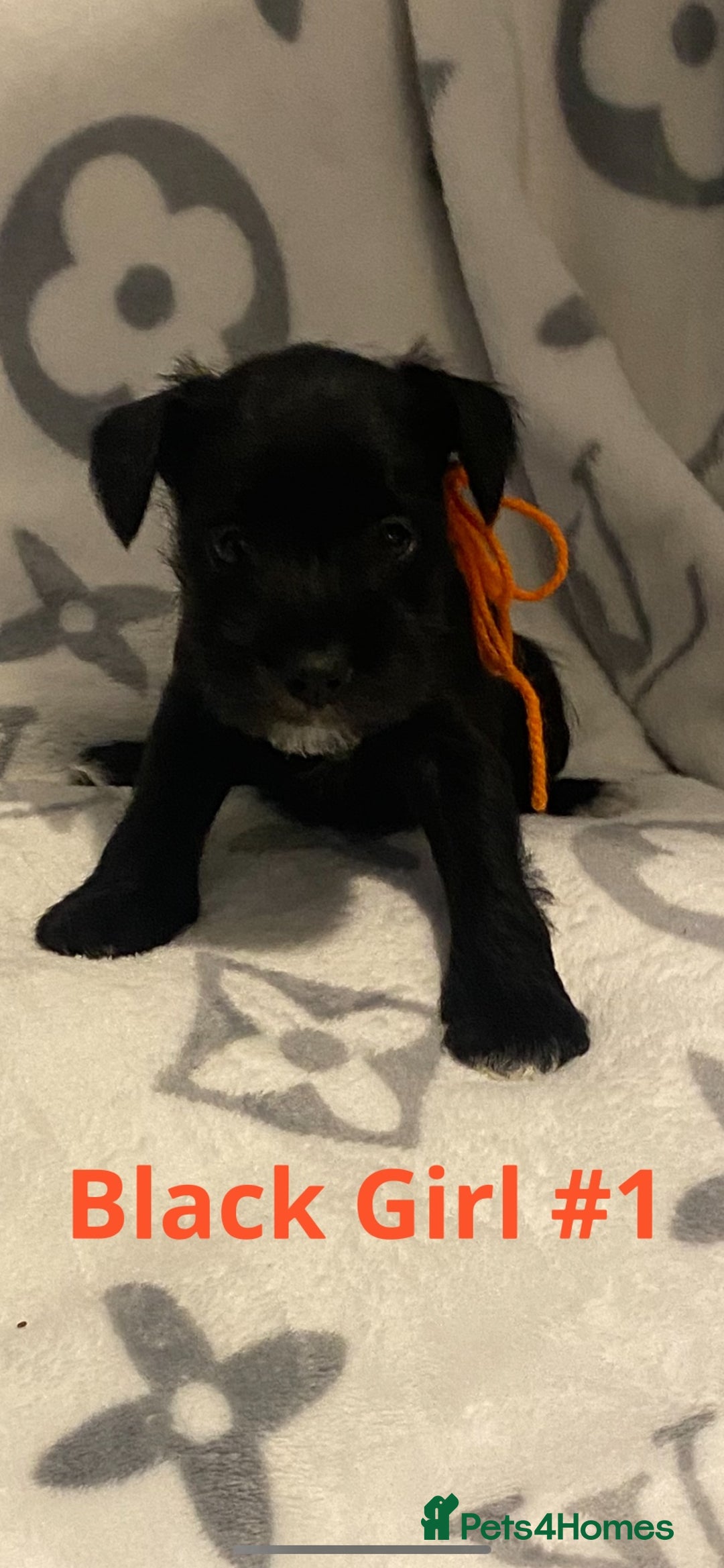 Miniature Schnauzer dogs for sale: ✨ Eight Stunning Puppies Now Available! ✨ - Advert 7