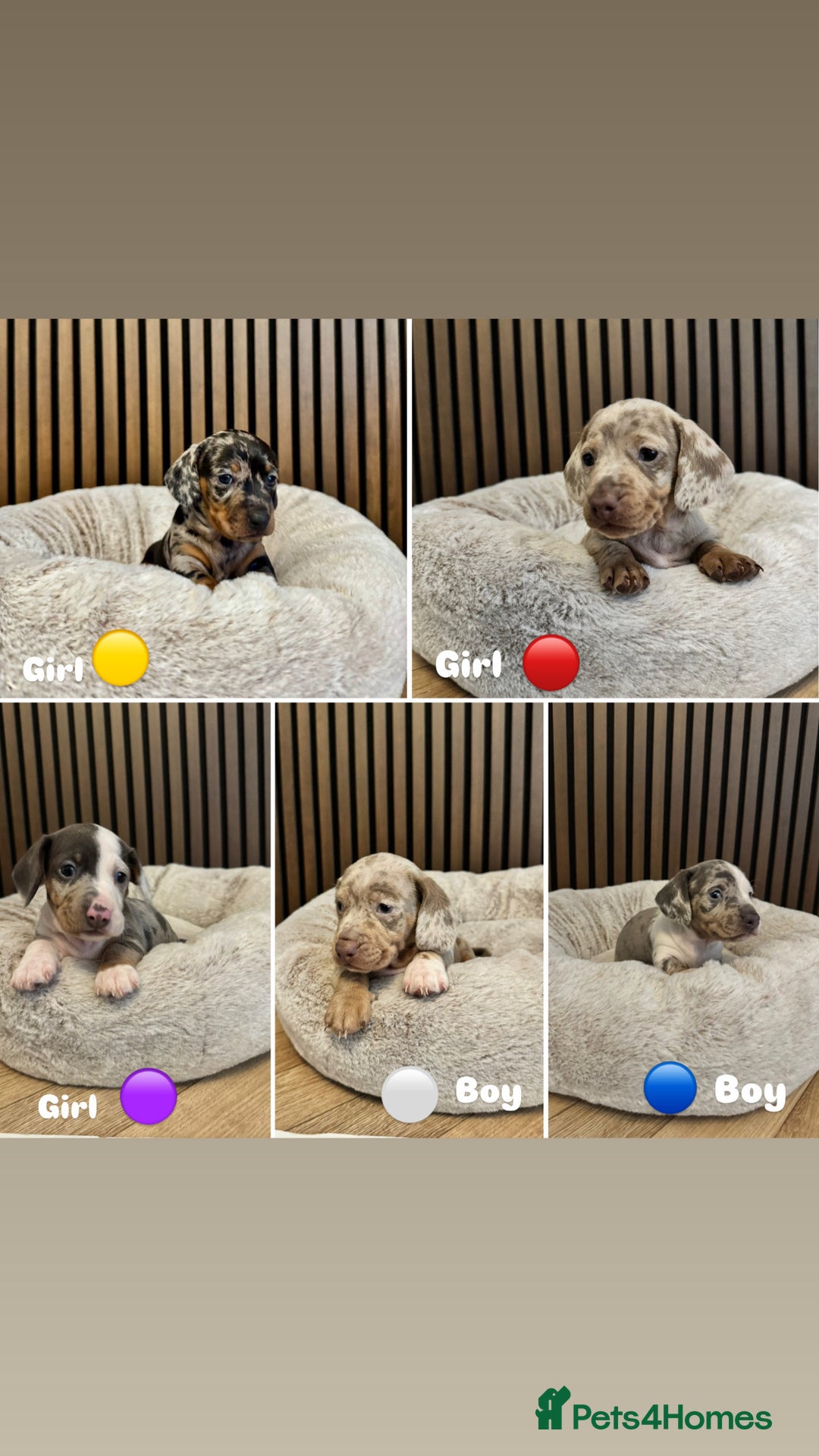 Dachshund dogs for sale: Miniature dapple dachshunds 5 puppies  - Advert 1
