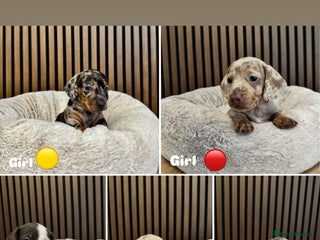 Dachshund dogs Miniature dapple dachshunds 5 puppies - Advert 17