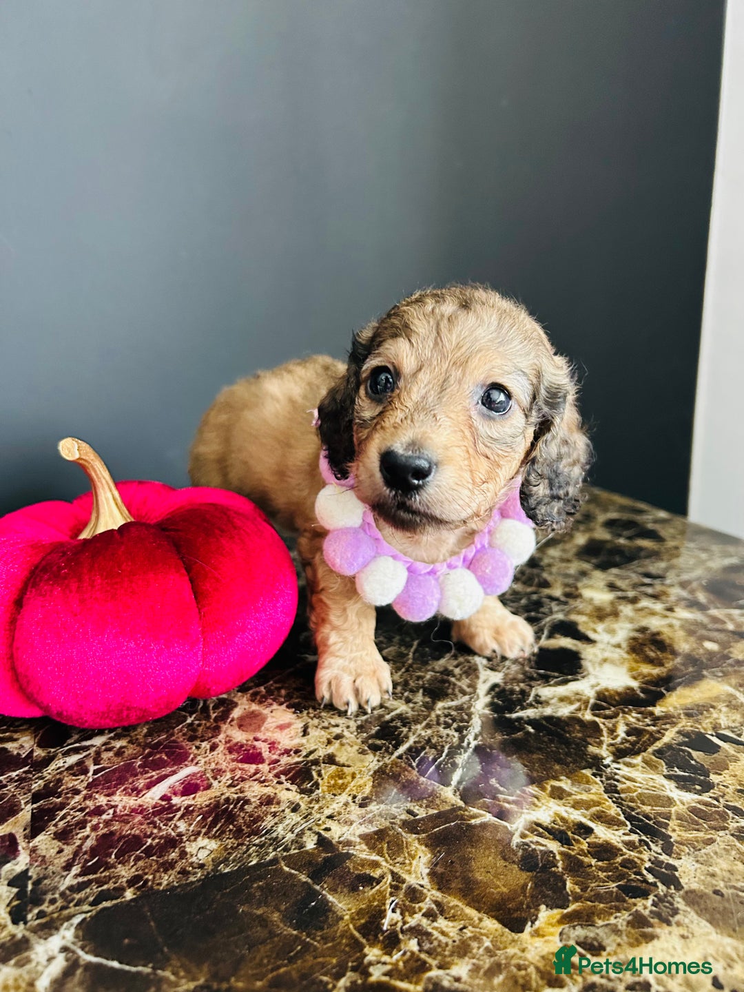 Miniature Dachshund dogs for sale: Cream Litter 5 Star Breeder ⭐️⭐️⭐️⭐️⭐️  - Image 33
