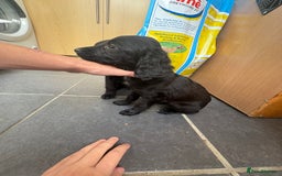 Cocker Spaniel dogs for sale: Gorgeous spaniel puppy’s   - Image 7