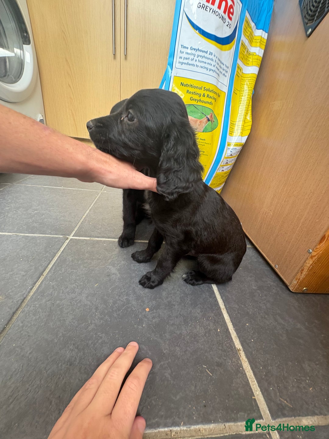 Cocker Spaniel dogs for sale: Gorgeous spaniel puppy’s   - Image 7
