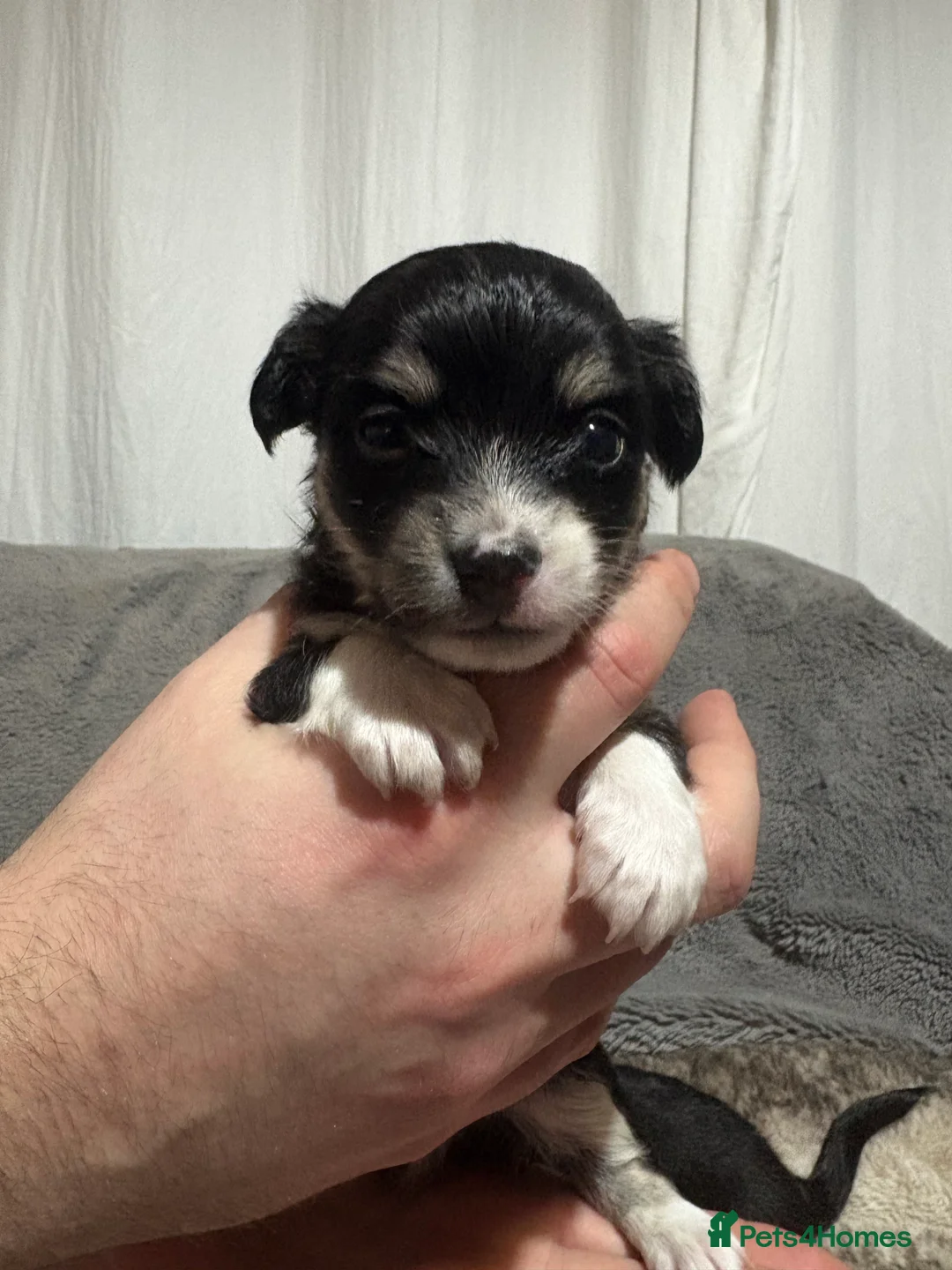 Chihuahua dogs for sale: Chihuahua puppies for sale  - Advert 9