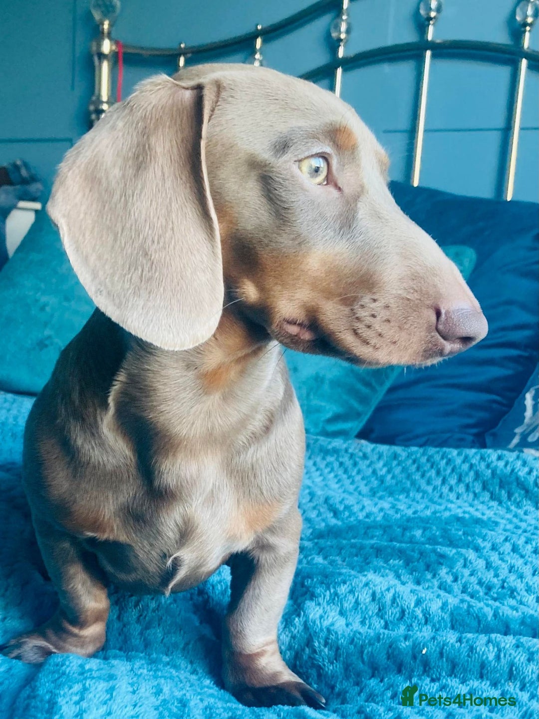 Miniature Dachshund dogs for stud: KCReg L/l1 CoI0% PRA DM & OI Clear ISABELLA STUD  in Gunnislake - Advert 7