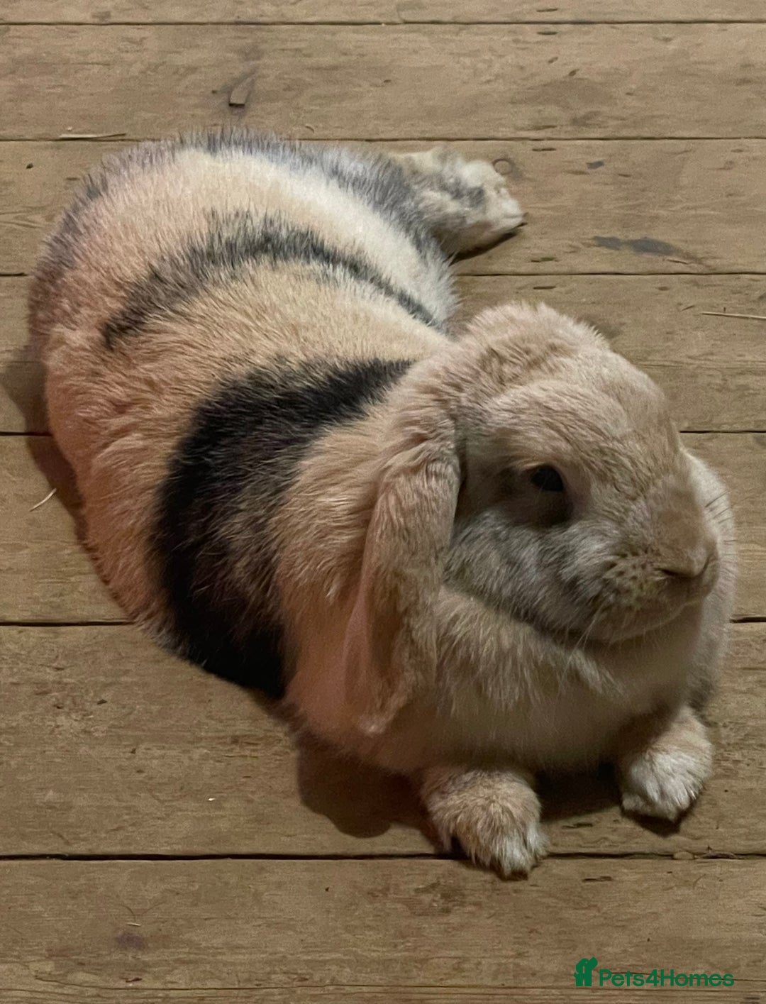 Harlequin rabbits for sale: Female lop - Advert 1