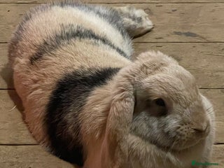 Harlequin rabbits Female lop - Advert 2