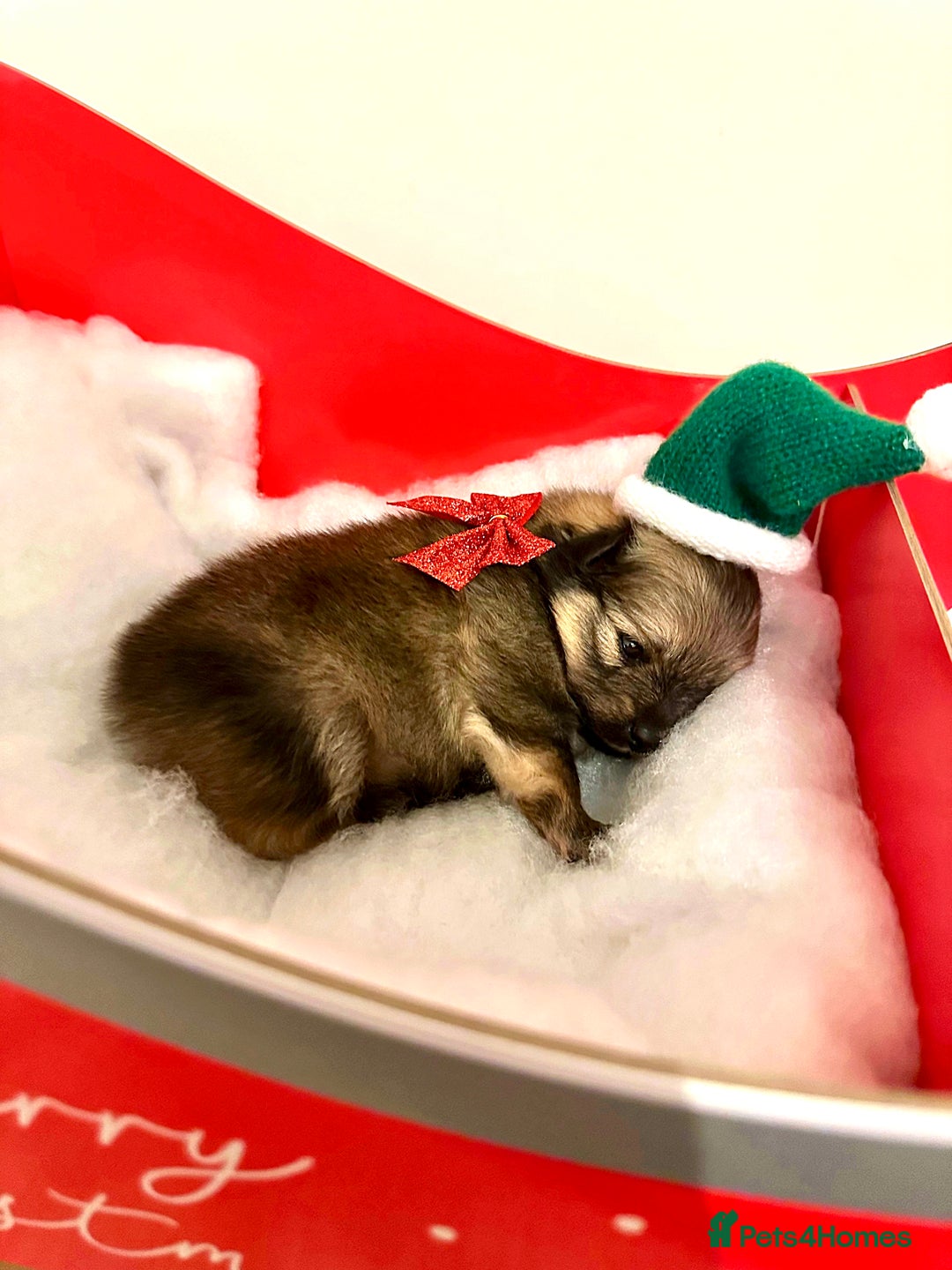 Pomeranian dogs for sale: Pomeranian puppy’s for sale - Advert 31