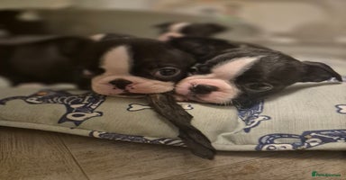 Boston Terrier dogs - Advert 9