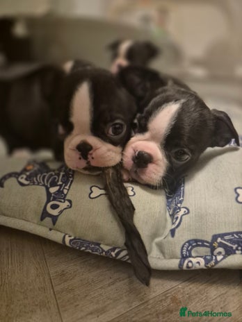 Boston Terrier dogs - Advert 1