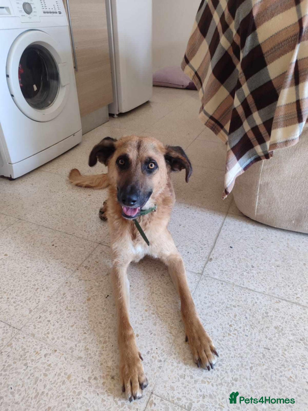 Mixed Breed dogs for adoption: Dobby - Image 2