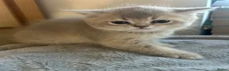 Scottish Fold cats for sale:  Kittens Ready for Their Forever Homes - Advert 4