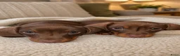 Miniature Dachshund dogs for sale: Miniature Dachshund ready now  🐾 - Advert 2