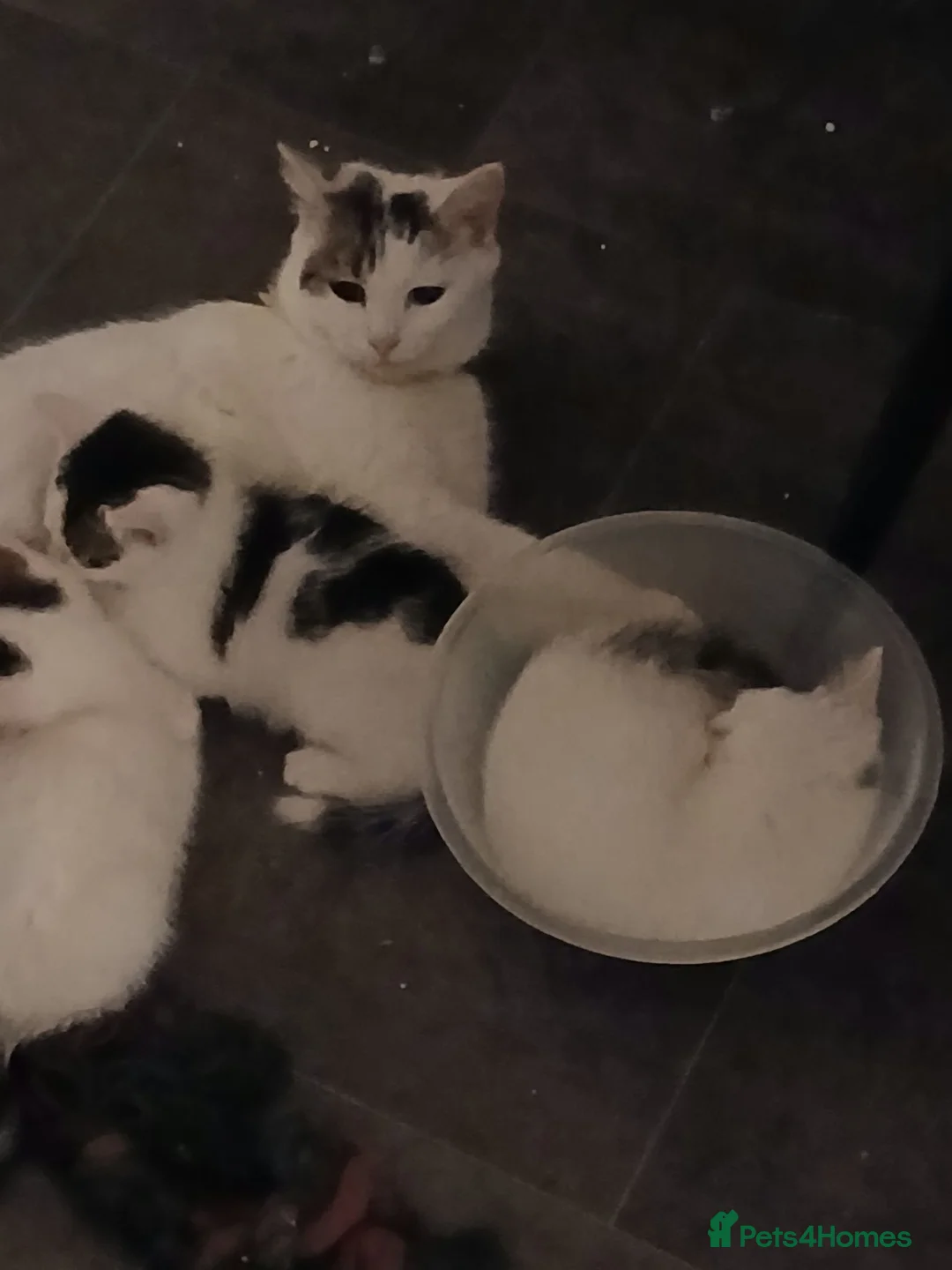 Persian cats for sale: Persian/siamese in Blackburn - Advert 1