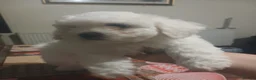 Bichon Frise dogs for sale: Adorable Bichon Puppies Looking for Homes! 🐾 in Stourbridge - Advert 4