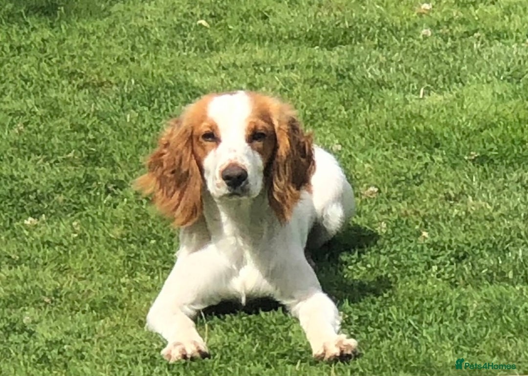 Cockapoo dogs for sale: Fox red F1 cockapoos  - Advert 3