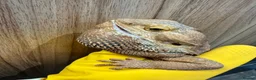 Bearded Dragon reptiles for sale: https://gofund.me/a7b816115 - Advert 16