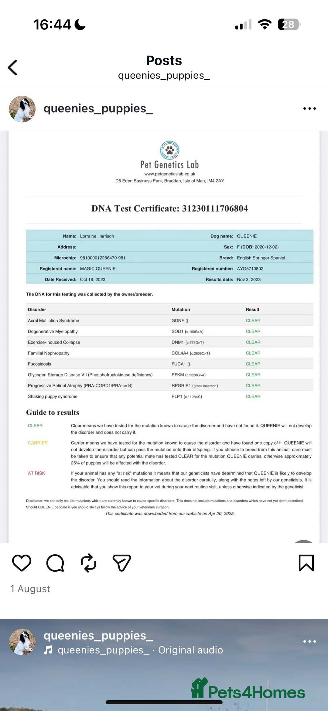 English Springer Spaniel dogs for sale: Fun whistle trained and crate clean by 8 weeks   - Advert 8