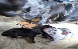 Miniature Dachshund dogs for sale: Miniature smooth dachshund  - Image 3
