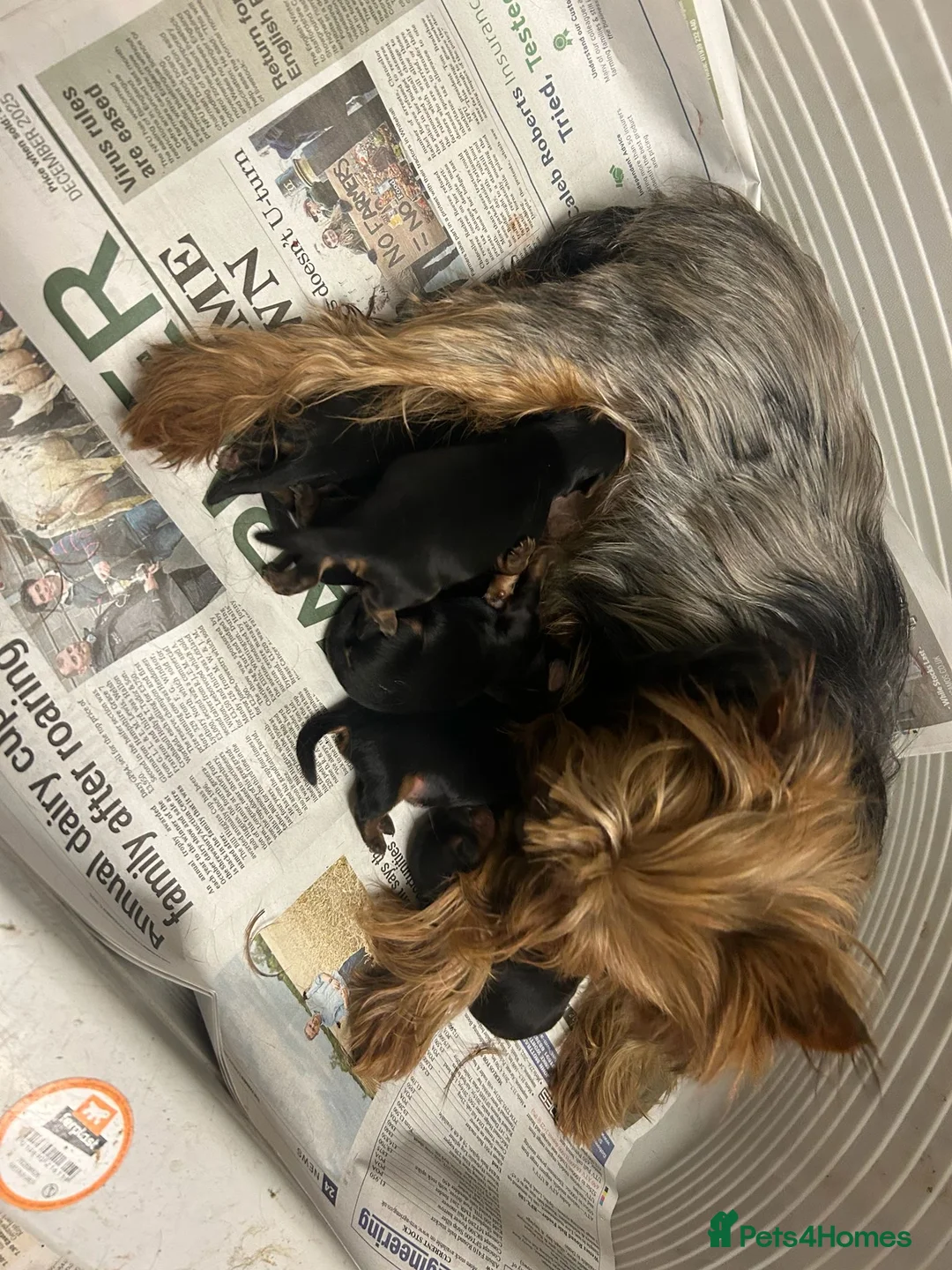 Yorkshire Terrier dogs for sale: Beautiful purebred Yorkshire terrier puppies - Advert 2