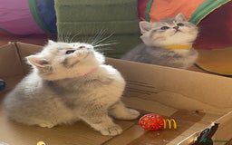 British Shorthair cats for sale: 3 GCCF British Shorthair Kittens– Champion Lines - Image 6