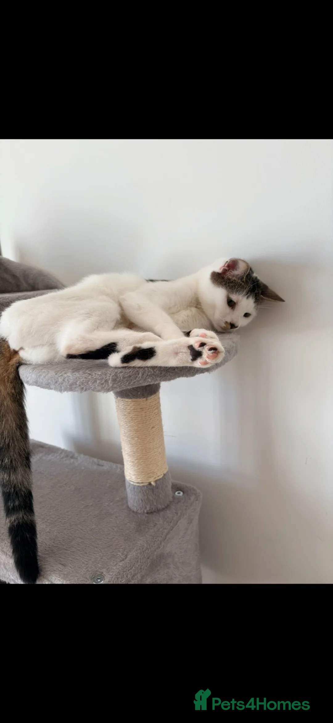 Domestic Shorthair cats for sale: Cat for sale in Canterbury - Advert 2