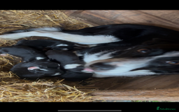 Border Collie dogs for sale: Border collie puppies for sale - Image 8