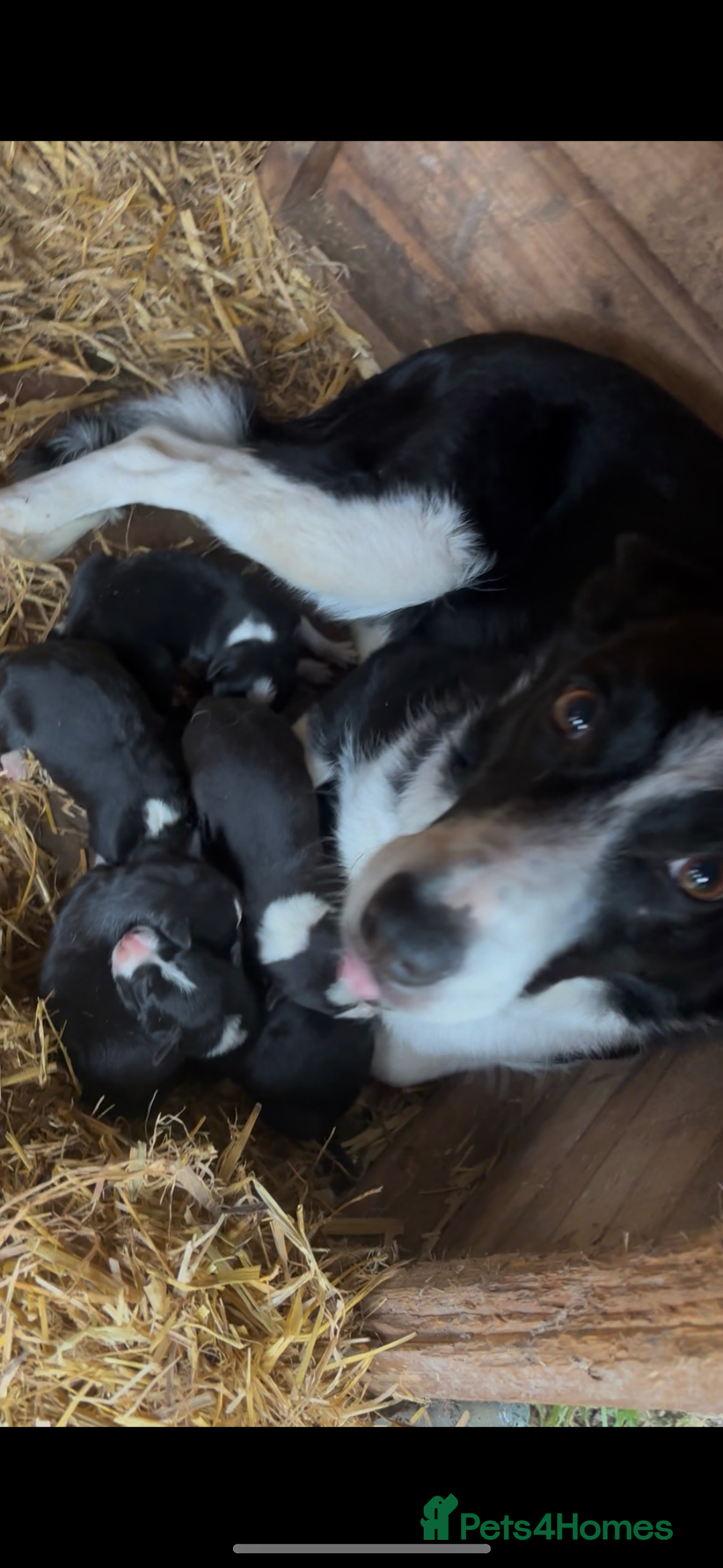 Border Collie dogs for sale: Border collie puppies for sale - Image 8