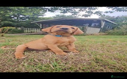 Labrador Retriever dogs for sale: Labrador Puppies  in Watchet - Image 8